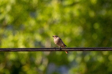 Siyah kırmızı kabloda oturuyor, yakın çekim.