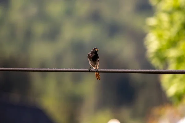 Male Black Redstart Sitting Electric Cable — Stock Photo, Image