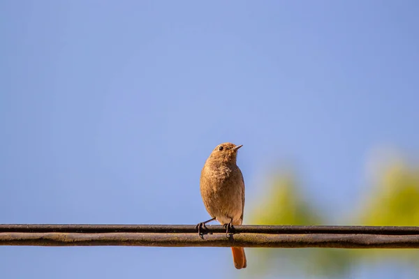 Μαύρο Redstart Πουλί Στηρίζεται Ηλεκτρικό Καλώδιο — Φωτογραφία Αρχείου