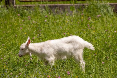 Yeşil alanda küçük yerli keçi