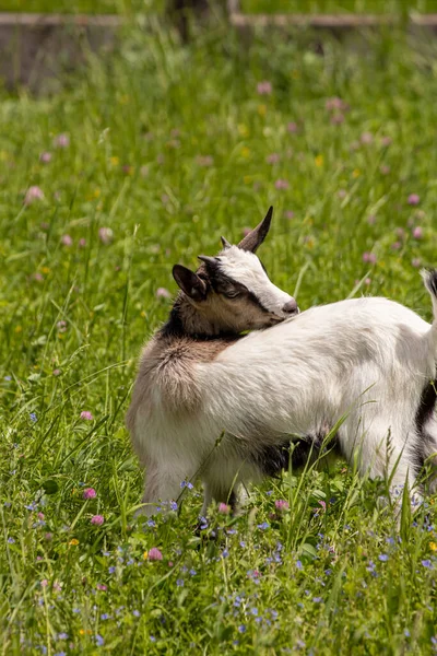 Petite Chèvre Domestique Sur Champ Vert Pousse Tête — Photo