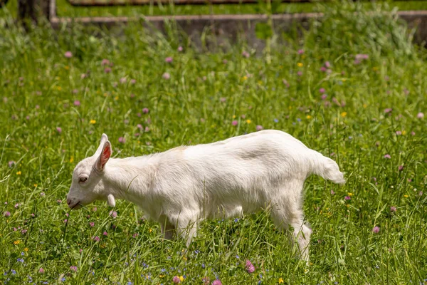Small Domestic Goat Green Field — Stock Photo, Image