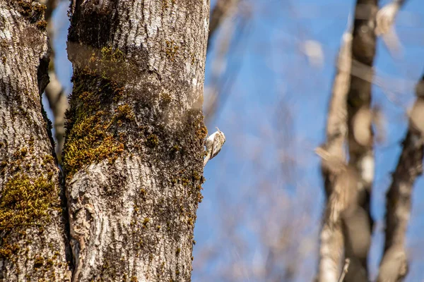 Pretty Eurasian Treecreeper Feeding Tree Close — Stock Photo, Image