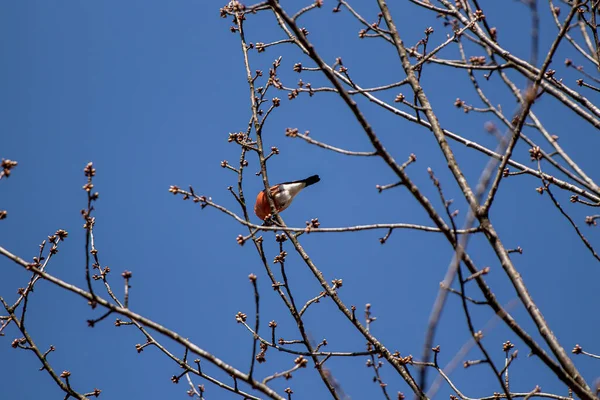 Eurasiático Bullfinch Sentado Filial Close — Fotografia de Stock