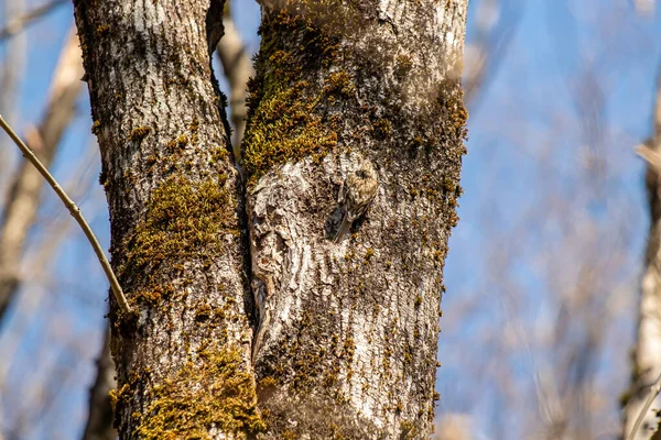 Eurasian Stromový Reeper Krmení Stromě — Stock fotografie