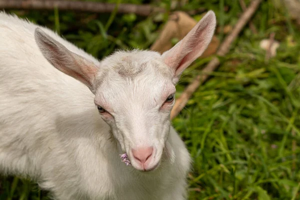 Baby White Domestic Goat Field Close — Stock Photo, Image