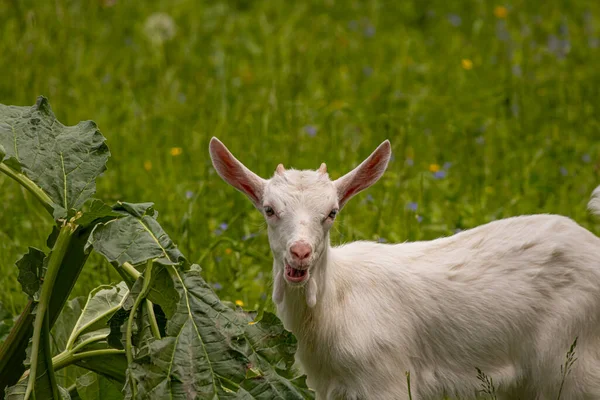 Baby Witte Tamme Geit Het Veld — Stockfoto