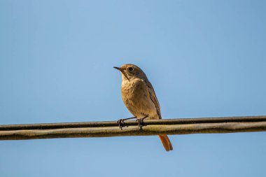 Siyah kırmızı kabloda dinleniyor, kapatın.
