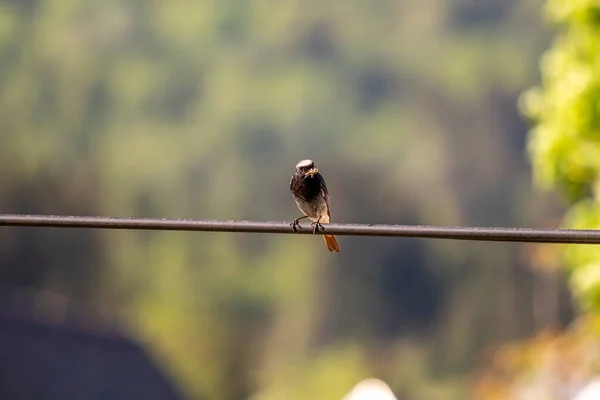 Siyah Erkek Elektrik Kablosunun Üzerinde Oturan Kızıl Yaklaş — Stok fotoğraf