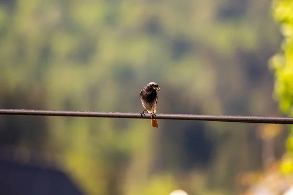 Αρσενικό Μαύρο Redstart Προσγείωση Ηλεκτρικό Καλώδιο — Φωτογραφία Αρχείου