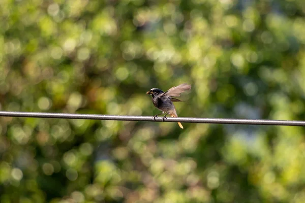 Male Black Redstart Resting Electric Cable Close — Stock Photo, Image