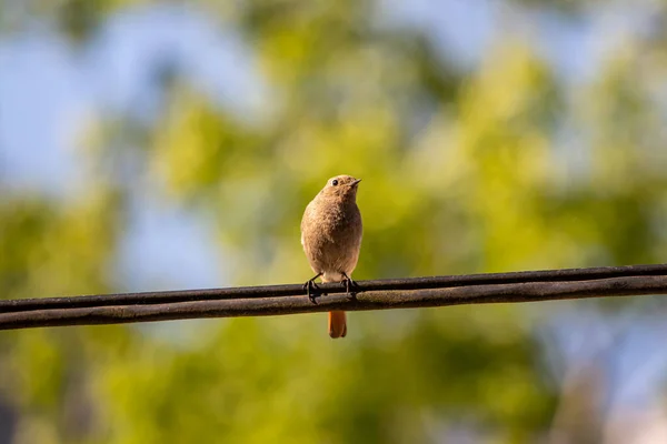 Black Redstart Sitting Electric Cable Close — Stock Photo, Image