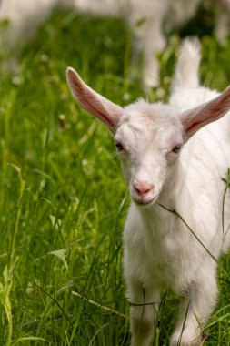 Küçük beyaz keçi otluyor, yaklaşın.