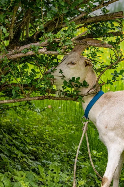 Cabra Blanca Doméstica Grande Comiendo Hojas —  Fotos de Stock