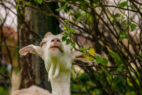Cabra Blanca Doméstica Comiendo Hojas Verdes —  Fotos de Stock