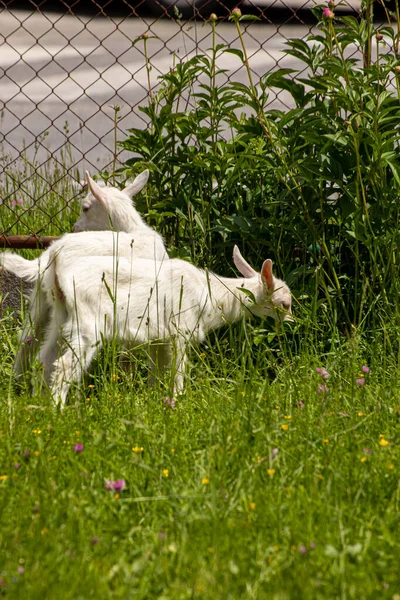 Pequeño Pastoreo Cabra Blanca Doméstica —  Fotos de Stock