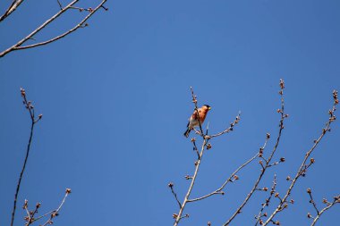 Güzel Avrasya ispinozu dalda dinleniyor