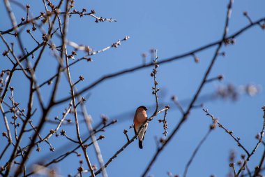Güzel Avrasya ispinozu dalda oturuyor