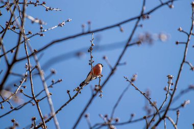 Avrasya ispinozu dalda oturuyor