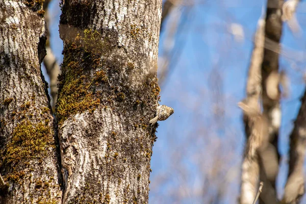 Eurasian Stromový Reeper Krmení Stromě — Stock fotografie