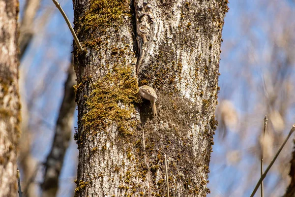 Piuttosto Eurasian Treecreeper Alimentazione Sull Albero Primo Piano — Foto Stock