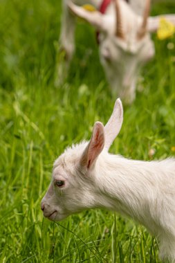Tarlada küçük bir keçi