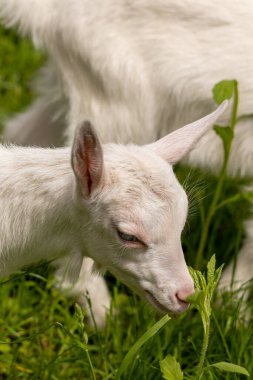 Küçük beyaz keçi otluyor, yaklaşın.