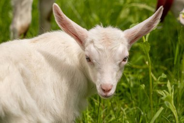 Küçük yerli keçi otluyor, yaklaşın.