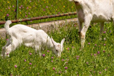 İki beyaz keçi otluyor.