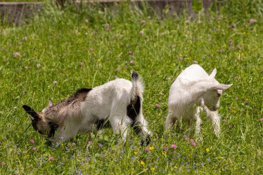 İki küçük keçi tarlada otluyor.