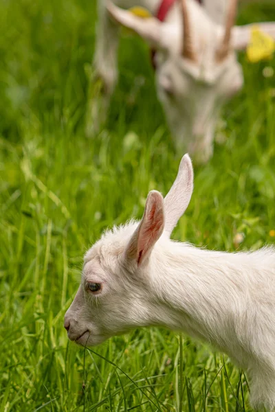 Tarlada küçük bir keçi