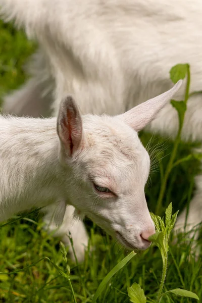 Küçük beyaz keçi otluyor, yaklaşın.