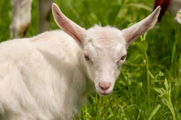 Küçük yerli keçi otluyor, yaklaşın.