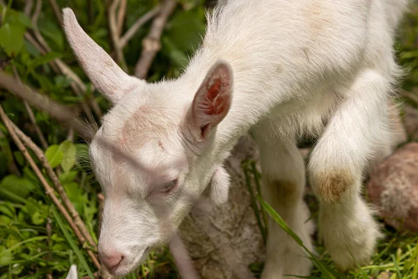 Evcil keçi ağaç dalları yiyor.