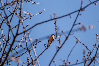 Avrasya ispinozu dalda dinleniyor