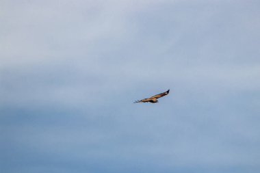 Gökyüzünde kanatları açık sıradan bir akbaba