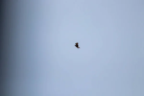 Buteo Buteo Voando Através Céu — Fotografia de Stock