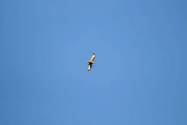 Luz Solar Buzzard Comum Voando Através Céu — Fotografia de Stock