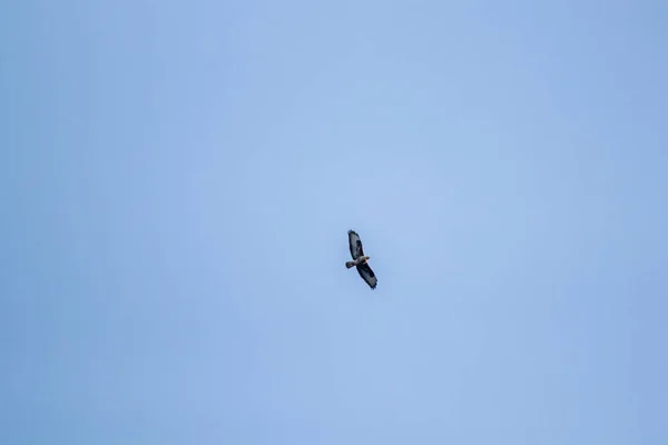 Buzzard Comum Voando Através Céu — Fotografia de Stock