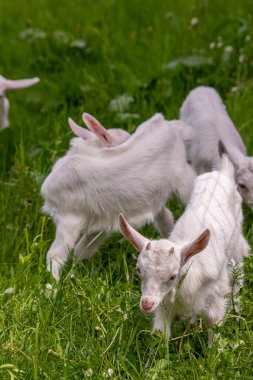 Beyaz küçük keçiler yeşil alanda otluyor.