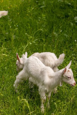 İki küçük keçi tarlada otluyor.