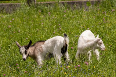 İki küçük keçi yeşil alanda otluyor.