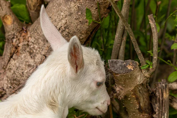 Baby White Domestic Goat Close — Stock Photo, Image