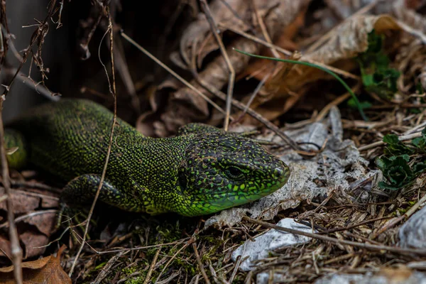 Lagarto Verde Europeo Cerca — Foto de Stock