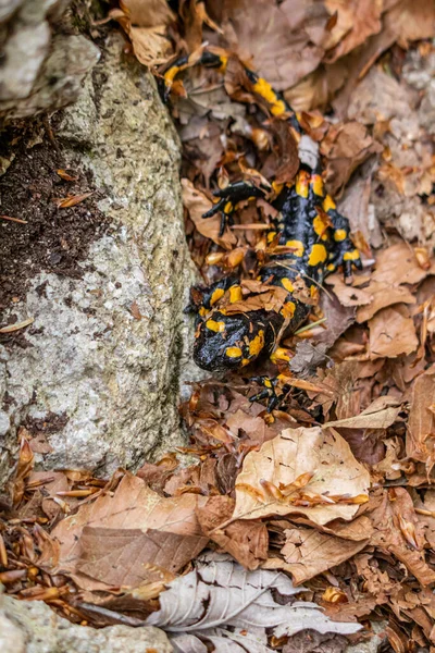 Fire Salamander Covered Leaves Close — Stock Photo, Image