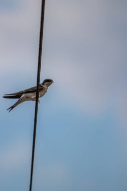 Elektrik kablosunda dinlenen ahır kırlangıcı