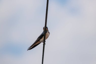 Ambar kırlangıcı elektrik kablosunun üzerinde duruyor.