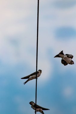 Gökyüzünde uçan ahır kırlangıcı