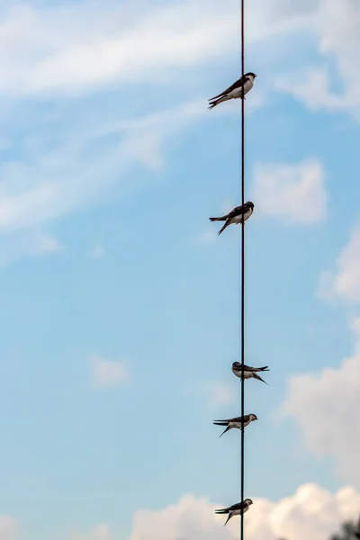 Fem Ladusvalor Står Elkabel — Stockfoto