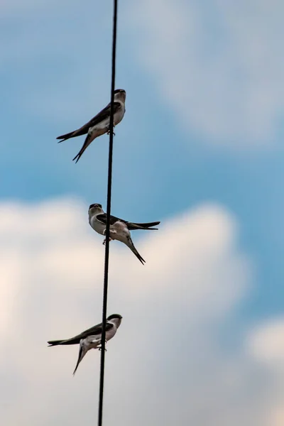 Tre Ladusvalor Står Elkabel — Stockfoto